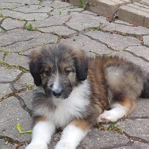 Meet your Posher, Patty